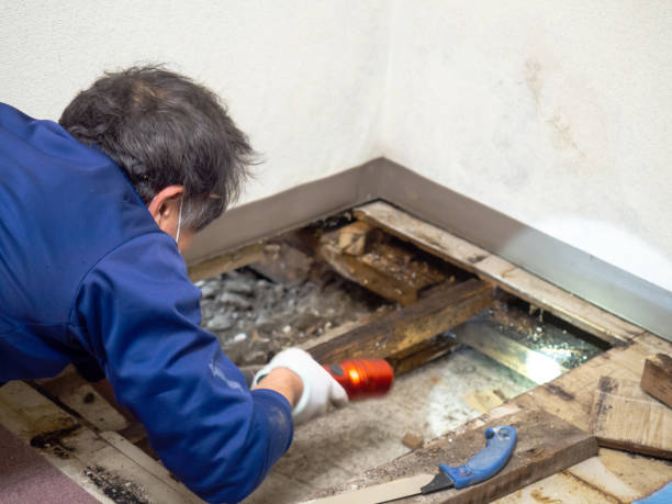 Best Same-Day Mold Removal  in Mission, KS