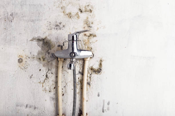 Best Toxic Mold Removal  in Mission, KS