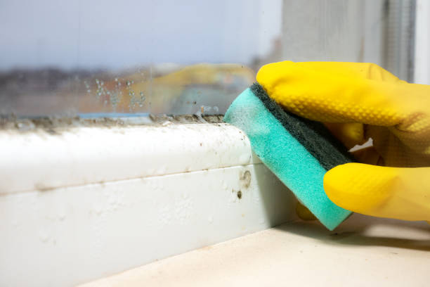 Best Mold Damage Repair  in Mission, KS