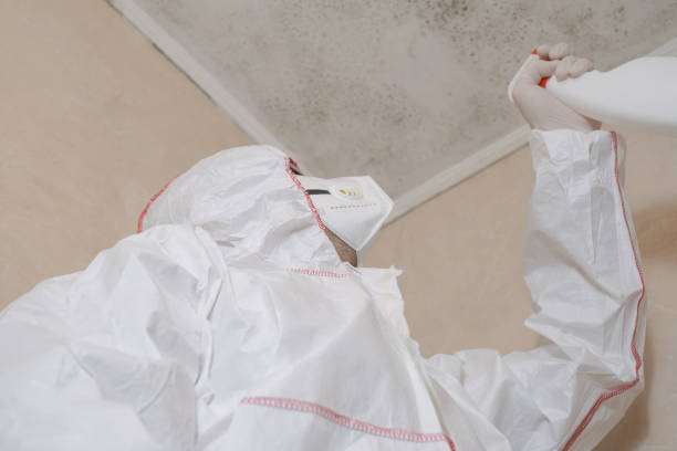 Best Black Mold Removal  in Mission, KS