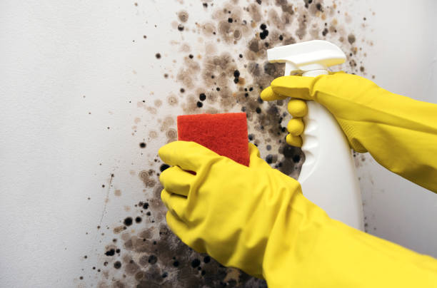Mold Removal and Inspection in Mission, KS