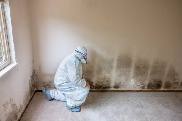 Professional Mold Removal in Mission, KS
