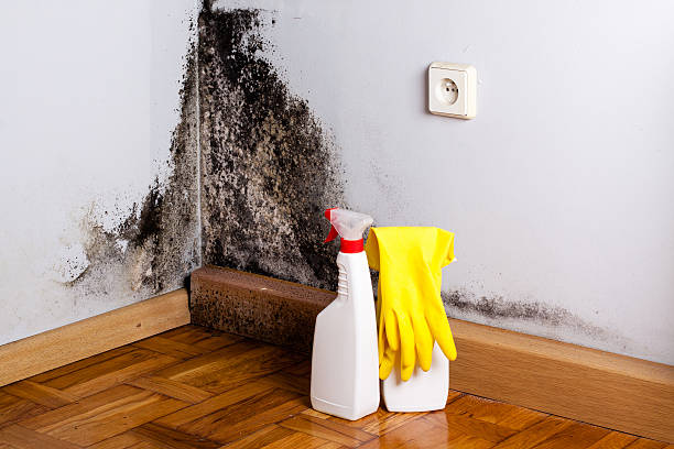 Best Mold Remediation  in Mission, KS