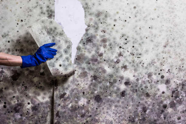 Best Affordable Mold Removal  in Mission, KS