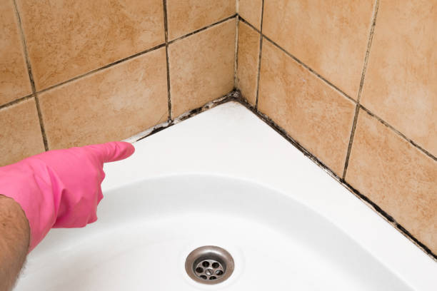 Best Mold Cleaning Services  in Mission, KS