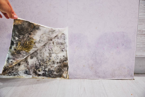 Best Mold Removal Specialists  in Mission, KS